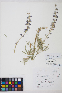Lupinus argenteus var. argenteus image