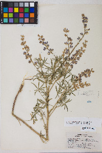 Lupinus argenteus var. argenteus image