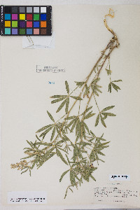 Lupinus argenteus var. argenteus image