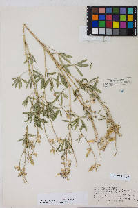 Lupinus argenteus var. argenteus image