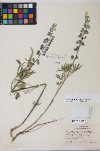 Lupinus argenteus var. argenteus image