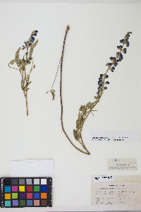 Lupinus argenteus var. argenteus image