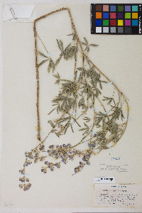 Lupinus argenteus var. argenteus image