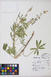 Lupinus argenteus var. argenteus image