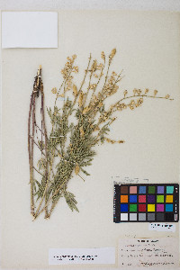 Lupinus argenteus var. argenteus image