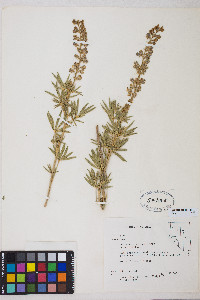 Lupinus argenteus var. argenteus image
