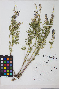 Lupinus argenteus var. argenteus image