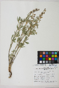 Lupinus argenteus var. argenteus image