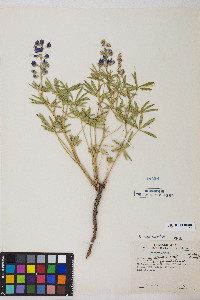 Lupinus argenteus var. argenteus image