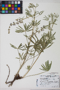 Lupinus argenteus var. argenteus image