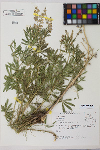 Lupinus argenteus var. argenteus image