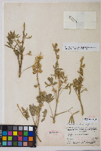 Lupinus caudatus image