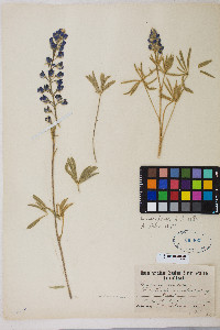 Lupinus nevadensis image