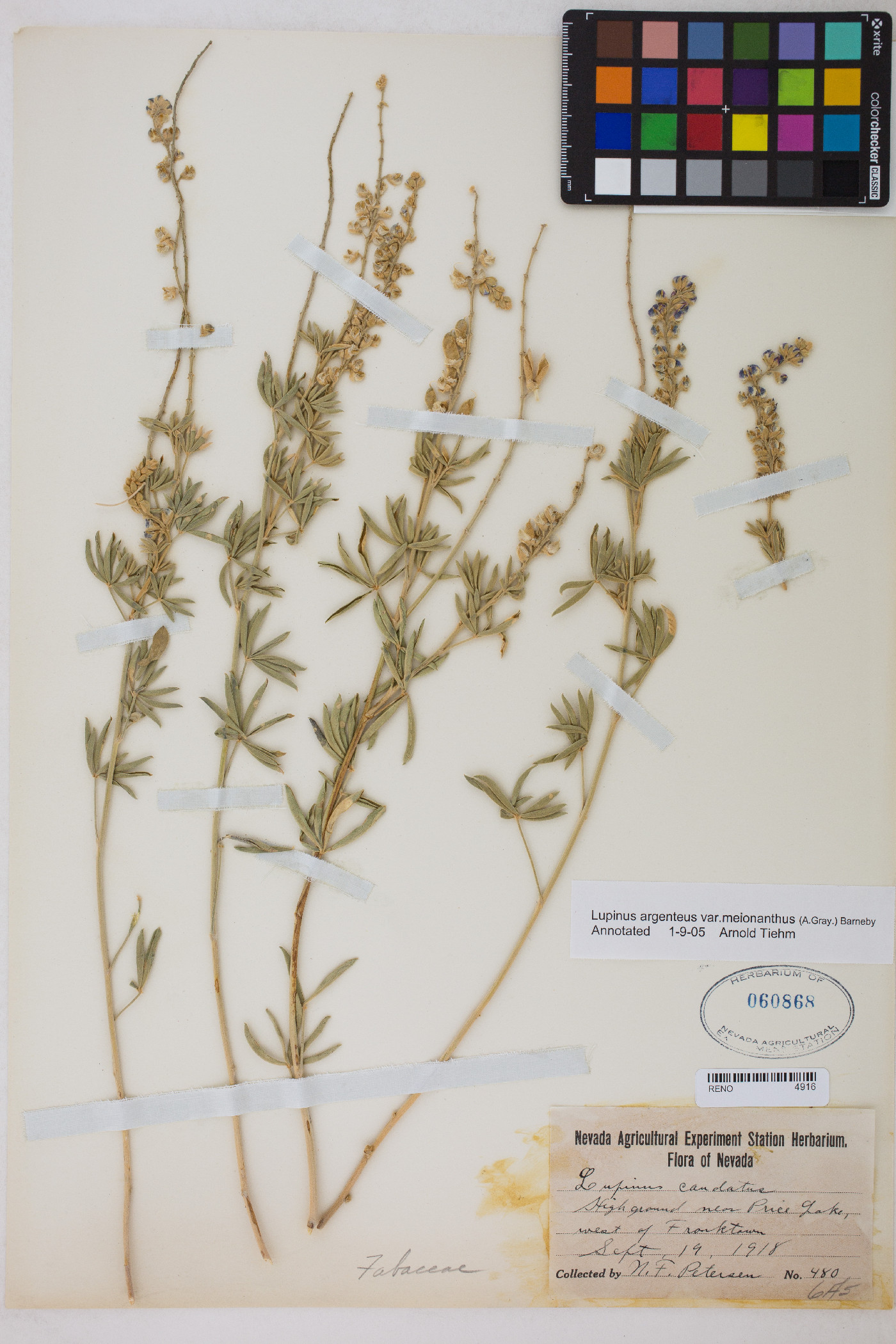 Lupinus argenteus var. meionanthus image