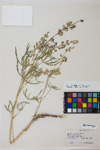 Lupinus argenteus var. argenteus image