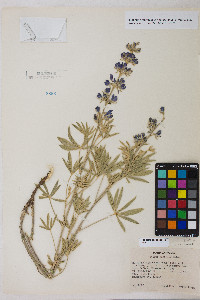 Lupinus caudatus image