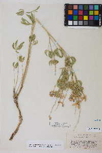 Lupinus caudatus image