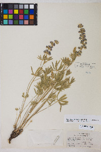 Lupinus caudatus image