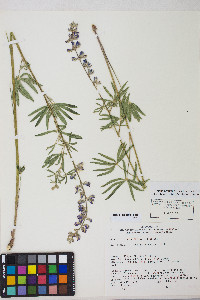 Lupinus arbustus image