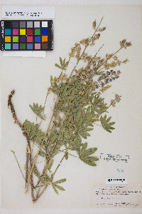 Lupinus argenteus var. argenteus image