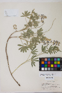 Lupinus argenteus var. argenteus image