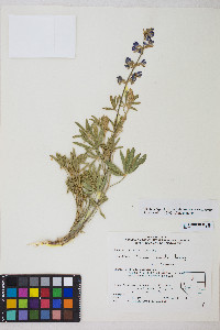 Lupinus caudatus image