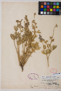 Lupinus caudatus subsp. caudatus image