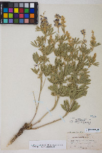 Lupinus caudatus image