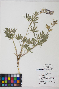 Lupinus argenteus var. holosericeus image