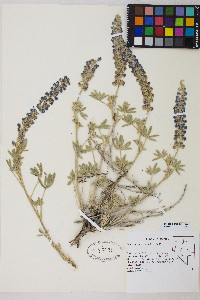 Lupinus argenteus var. meionanthus image