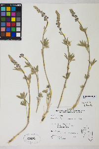 Lupinus argenteus var. meionanthus image