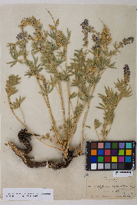 Lupinus argenteus var. meionanthus image