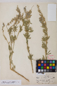 Lupinus argenteus var. meionanthus image