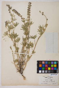 Lupinus argenteus var. meionanthus image