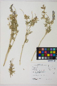 Lupinus argenteus var. meionanthus image