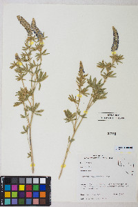 Lupinus argenteus var. meionanthus image