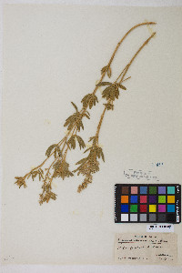 Lupinus argenteus var. meionanthus image