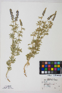 Lupinus argenteus var. meionanthus image