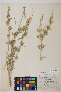 Lupinus argenteus var. meionanthus image