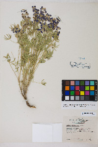 Lupinus argenteus var. meionanthus image