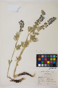 Lupinus caudatus image