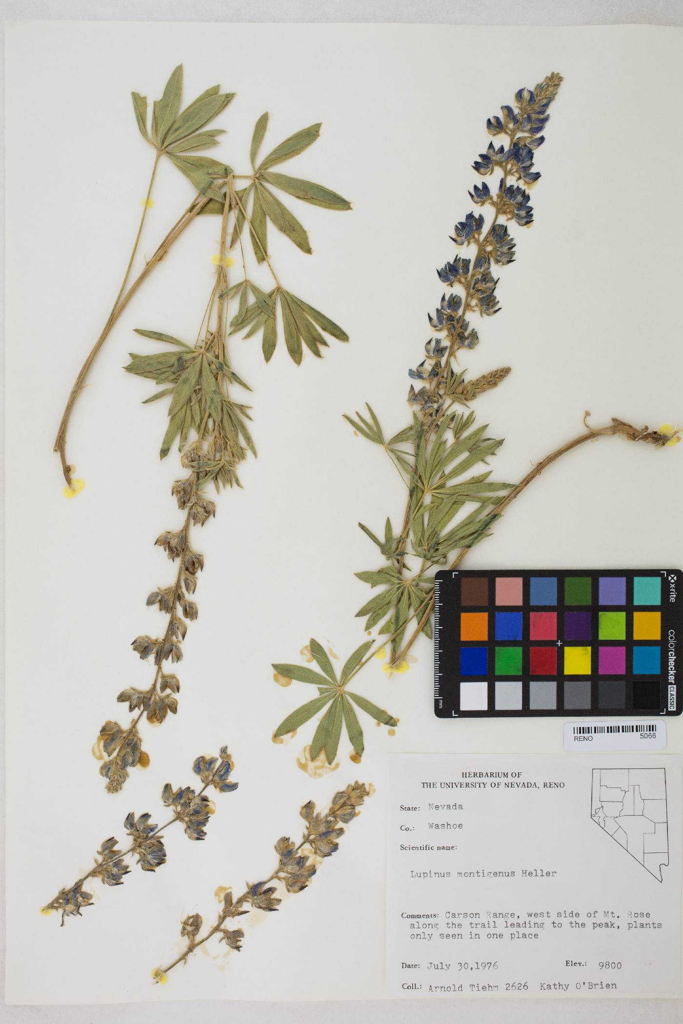 Lupinus caudatus subsp. montigenus image