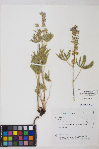 Lupinus caudatus image