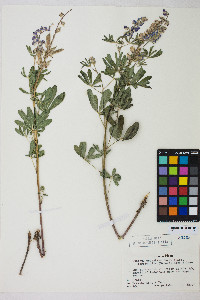 Lupinus argenteus subsp. rubricaulis image