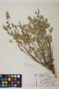 Lupinus argenteus subsp. rubricaulis image