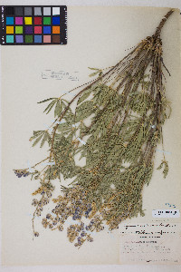 Lupinus argenteus subsp. rubricaulis image