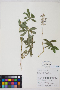 Lupinus argenteus subsp. rubricaulis image