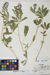 Lupinus argenteus var. argentatus image