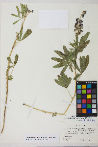 Lupinus argenteus var. argentatus image