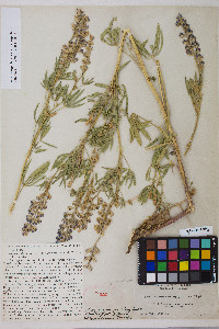 Lupinus argenteus var. argenteus image